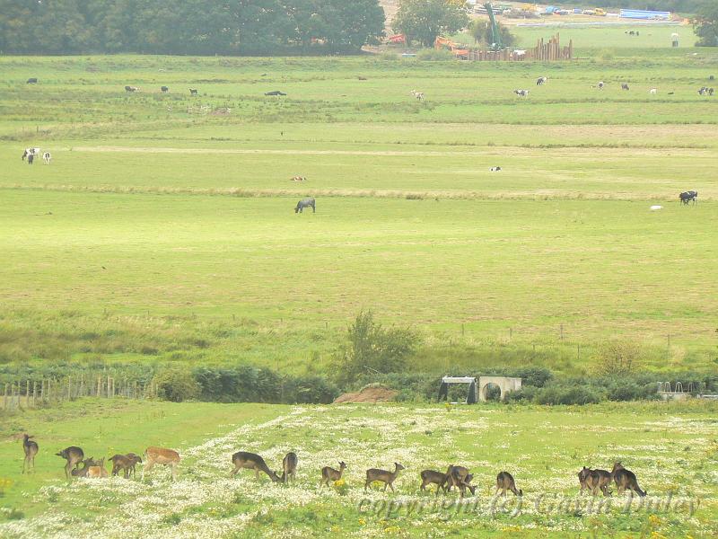 Deer, Pulborough Brooks P1120927.JPG